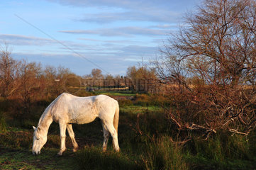 Camargue horse grazing - Camargue France
