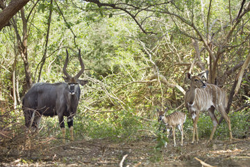 Nyala (Tragelaphus angasii) male  female and young  Kruger National park  South Africa