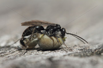 Spider Wasp (Auplopus carbonarius) female with its prey: A Spider-wolf  Alsace  France
