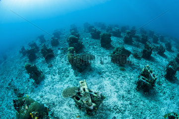 Gangga artificial reefs  Gangga island  North Sulawesi  Indonesia