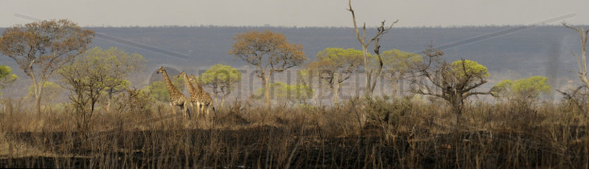 Giraffes in the savannah after a bushfire - Kruger