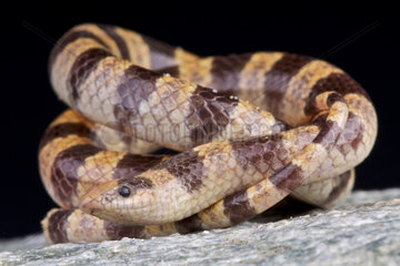 Mohave shovel-nosed snake (Chionactis occipitalis occipitalis)  Mohave desert  USA