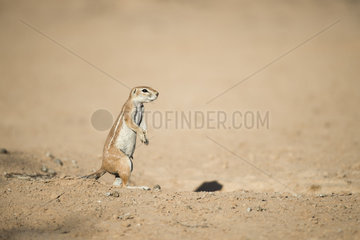 Cape ground squirrel (Xerus inauris) in desert  Kgalagadi  South Africa