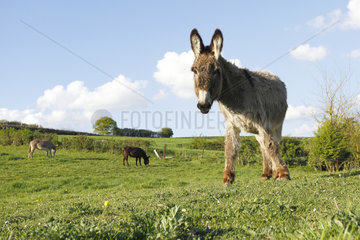 Donkeys in a meadow - France Picardie