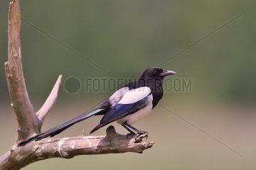 Black-billed Magpie on a branch - Romania