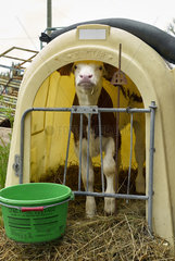 Calf standing in a shelter on a straw floor - France