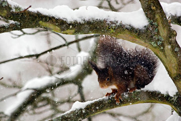 Red squirrel (Sciurus vulgaris) in snow  Ardenne  Belgium