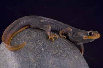 Himalayan newt (Tylototriton verrucosus) on rock on black background