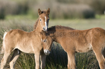 Wild Horse of Camargue (Equus caballus) foals