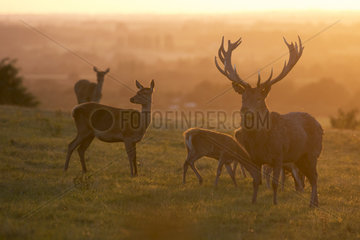 Red deer (Cervus elaphus) Group of red deer on the crest of a hill at sunset  England  Autumn