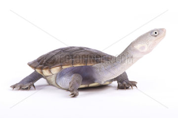 New Guinea snake-necked turtle (Chelodina novaeguineae) on white background