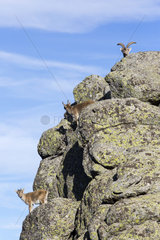 Iberian Ibex (Capra pyrenaica)  group on rock  Guadarrama National Park  Spain