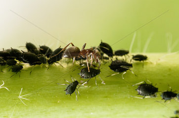 Ant dealing with aphids - France