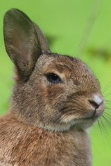Portrait of domestic Rabbit  France