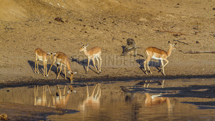 Impala (Aepyceros melampus) group drinking  Kruger National park  South Africa