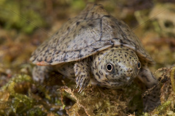 Razorback musk turtle (Sternotherus carinatus)  United States