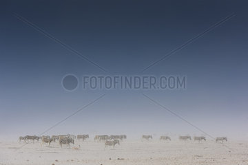 Burchell's zebra (Equus burchellii)  adult in sand's storm  Namibia  Etosha national Park