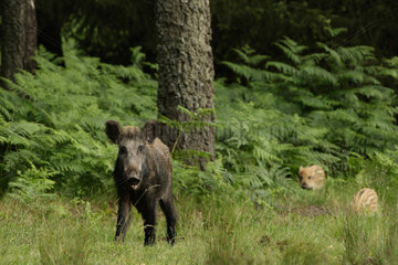 Wild boar (Sus scrofa) and young  Ardenne  belgium