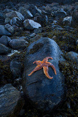 Starfish on rock - Isle Lewis Outer Hebrides Scotland UK