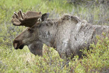 Male Alaskan Moose in tundra - Denali Alaska