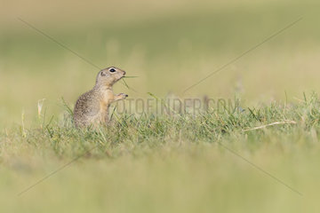 European Ground Squirrel (Spermophilus citellus) eating grasses in the Dobrogea Gorges protected area  Romania