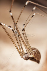 Female Marbled Cellar Spider - France