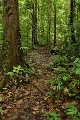 Forest trail - Tresor Reserve French Guiana