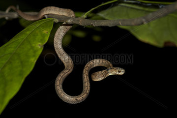 Dog-toothed cat snake (Boiga cynodon)  young on a branch  Bali  Indonesia