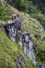 Chamois (Rupicapra rupicapra) Female standing on a rock in summer  On a grassy slope of the Honheck massif  Vosges  France