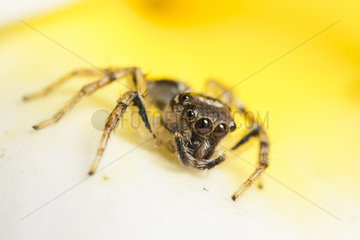 Jumping Spider on flower - Indonesia