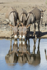 Donkeys drinking on bank - Lake Magadi Kenya