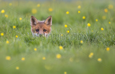 Cub Red Fox coming out his den in a meadow at spring - GB