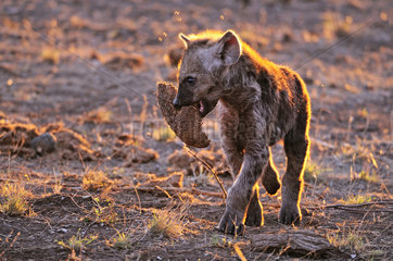 Young Hyena playing with elephant dung at dusk - Kruger