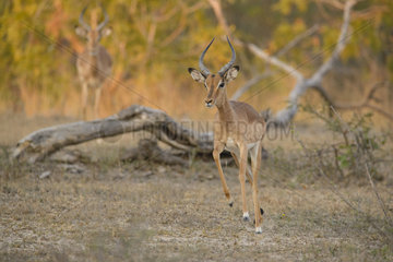 Impala (Aepyceros melampus) running at sunset  Mapungubwe  South Africa