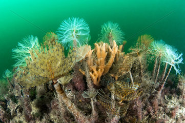 Spirograph worms ans Sponge on an artificial reef in the Protected Marine Area of the Agathois coast  France  Mediterranean