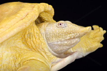 Asiatic softshell turtle  Amyda cartilaginea  albino
