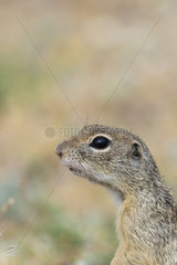 European Ground Squirrel (Spermophilus citellus) on the watch in the Macin Mountains National Park  Romania