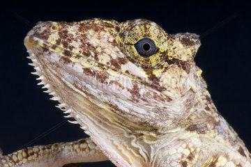 Portrait of False Chameleon anole (Anolis porcus)  Cuba