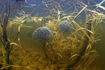 Eggs of Agile frog (Rana dalmatina) in a pond of the Prairies du Fouzon  Loir et Cher  France