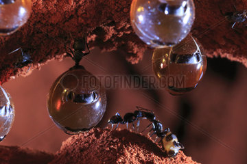 The Honey Ants Dream. Honeypot ants hold onto the ceiling of their cave with their legs as their sister workers tend to them. The workers bring food from above ground and use their small mouths and mandibles to clean the distended bodies of the honeypots. Northern Territory  Australia