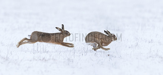 Brown Hares running in a meadow covered by snow - GB