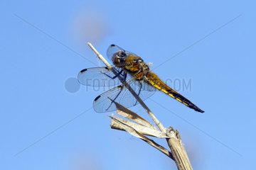 Four-spotted skimmer (Libellula quadrimaculata)  Set on a reed at the edge of a pond in spring  Danube Delta  Romania