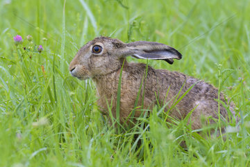 European brown hare (Lepus europaeus)  Hesse  Germany  Europe