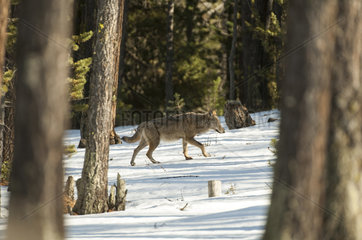 Italian Wolf (Canis lupus italicus) walking in forest  Queyras  Hautes-Alpes  France