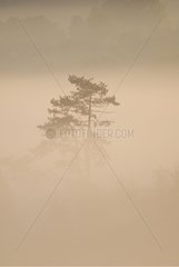 Top of a tree under fog France
