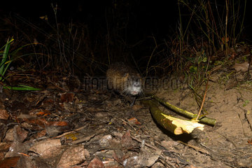 Nutria (Myocastor coypus) in walk  at night  next to a branch eaten by a beaver  Ain  France