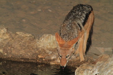 Black-backed jackal (Canis mesomelas) drinking at waterhole  Namibia