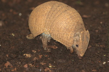 Southern three-banded armadillo (Tolypeutes matacus)