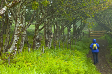 Walking under the trees - Canna Small Islands Hebrides