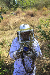 Killers Africanized Honeybees. Thousands of bees attack the photographer Eric Tourneret. The black of the camera make the bees even more aggressive and they thrust their stingers into all the camera's rubber parts. Panama